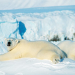 Gruppereiser til Svalbard